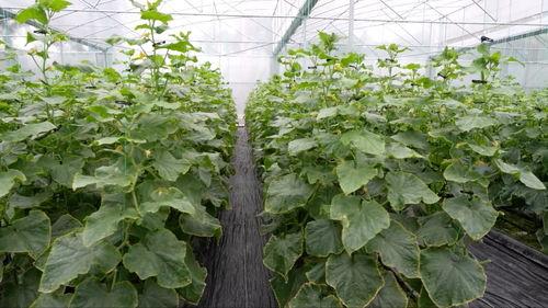 亚洲 国产 熟,国产熟食的崛起与传承